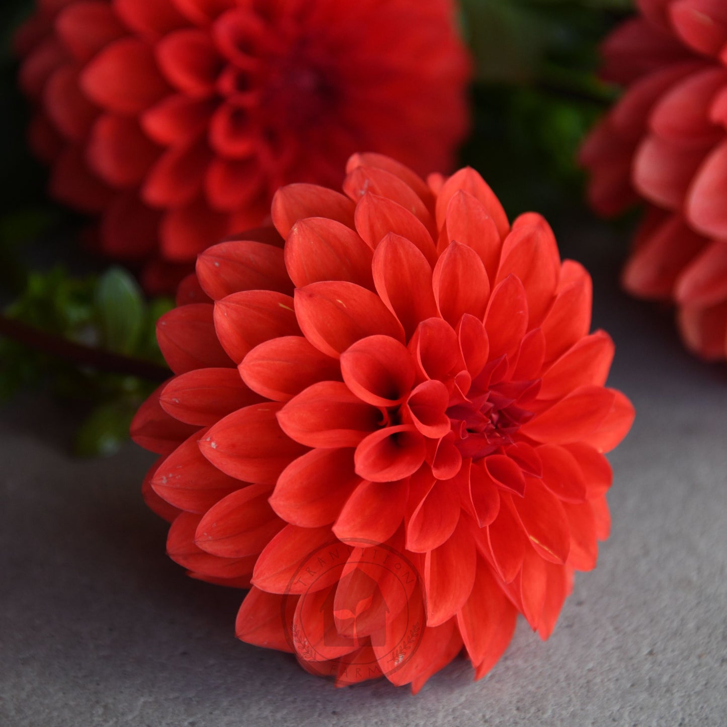 Dahlia 'Florelie Ponyo' (3 Tuber Special)