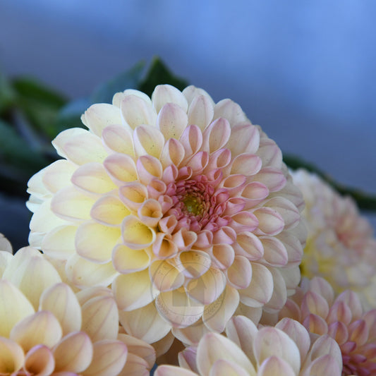 Dahlia 'Florelie Toffee'