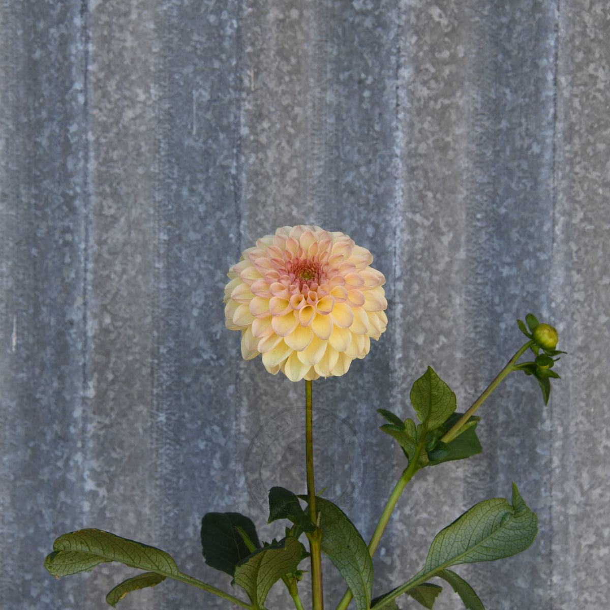 Dahlia 'Florelie Toffee'