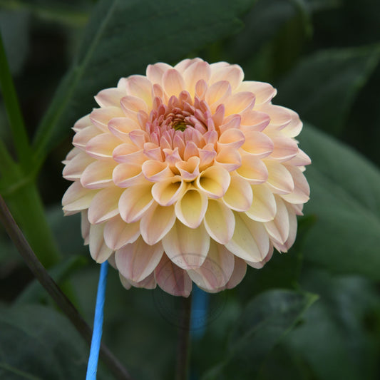 Dahlia 'Florelie Toffee'
