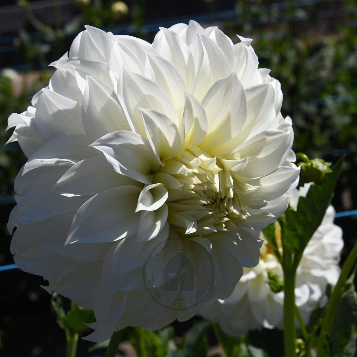 Dahlia 'Florelie Whipped Cream'