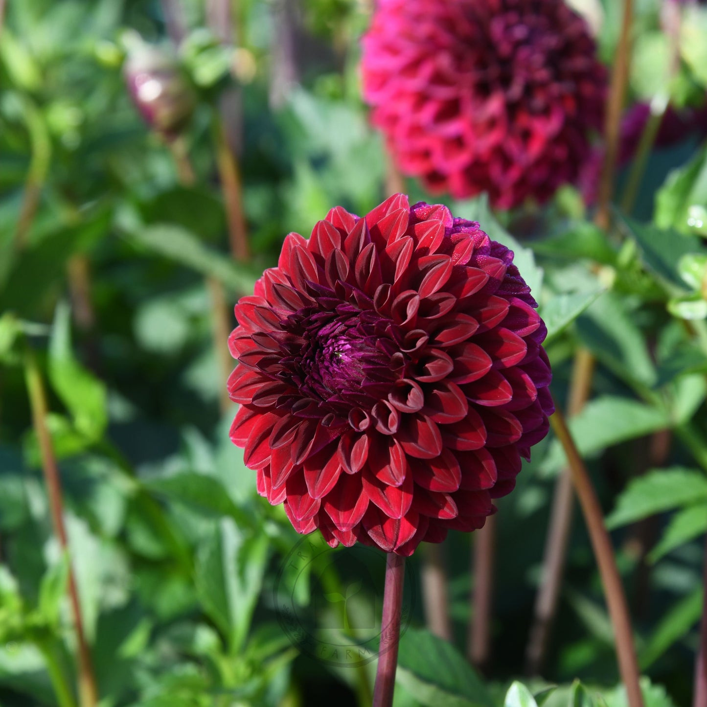 Dahlia 'Florelie Bordeaux'