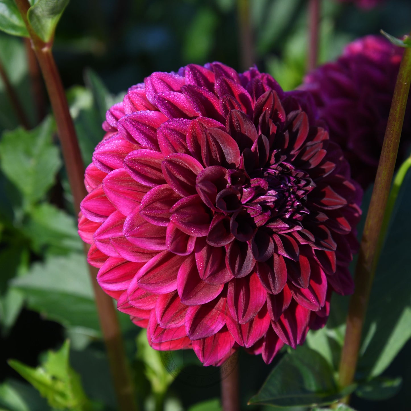 Dahlia 'Florelie Bordeaux'