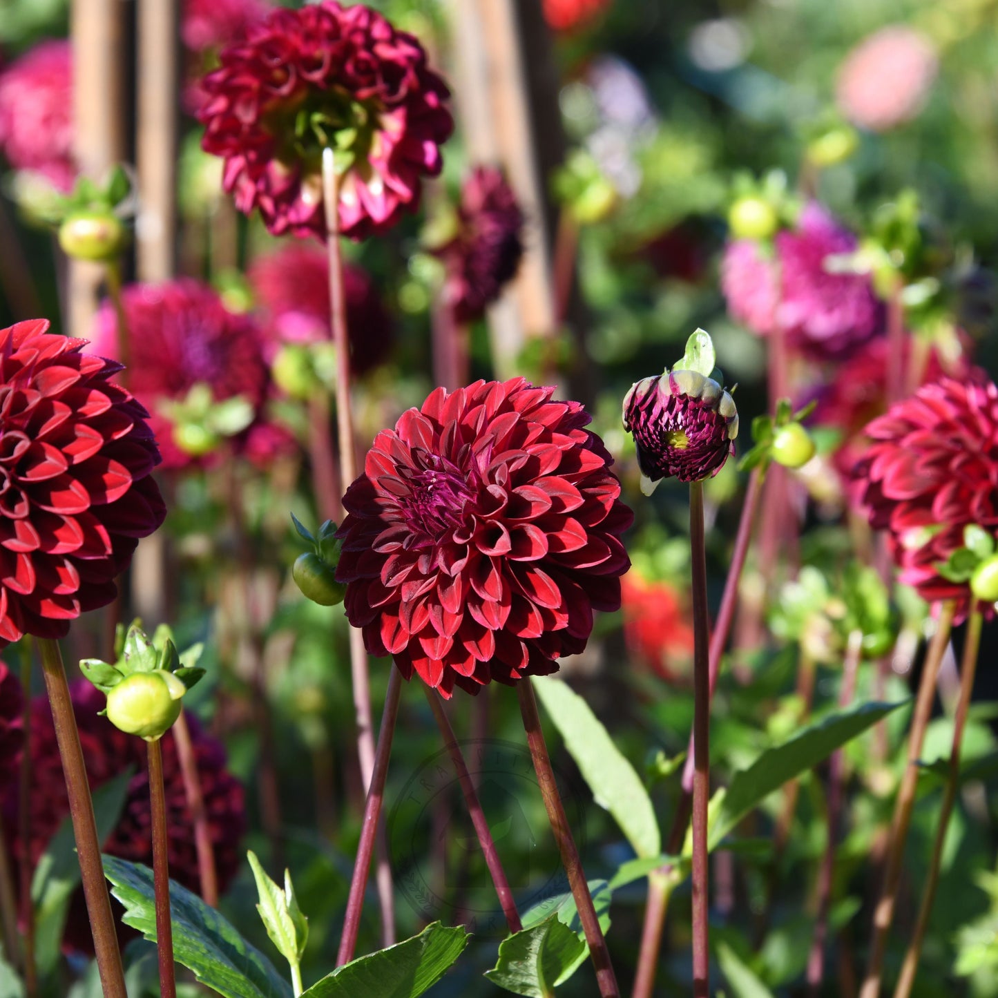 Dahlia 'Florelie Bordeaux'