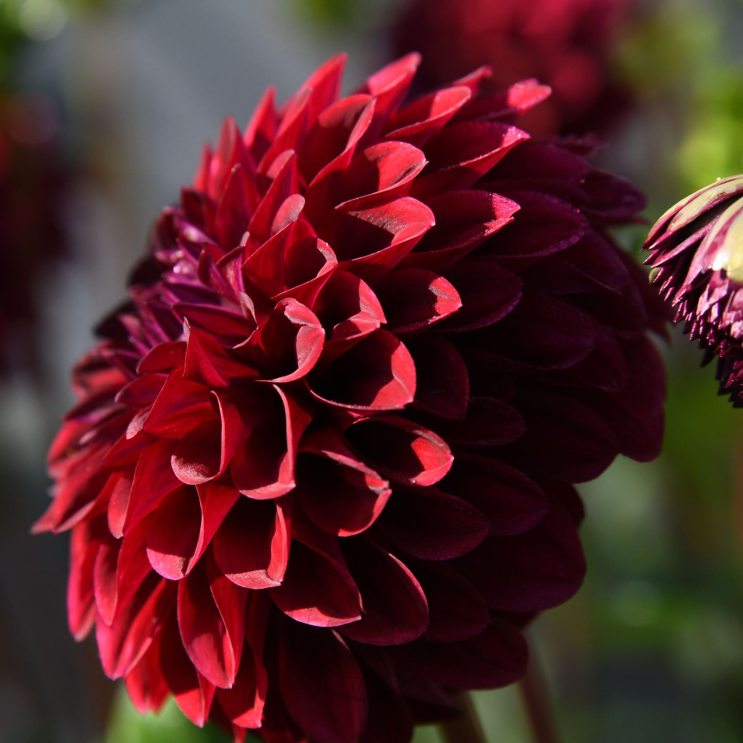 Dahlia 'Florelie Bordeaux'