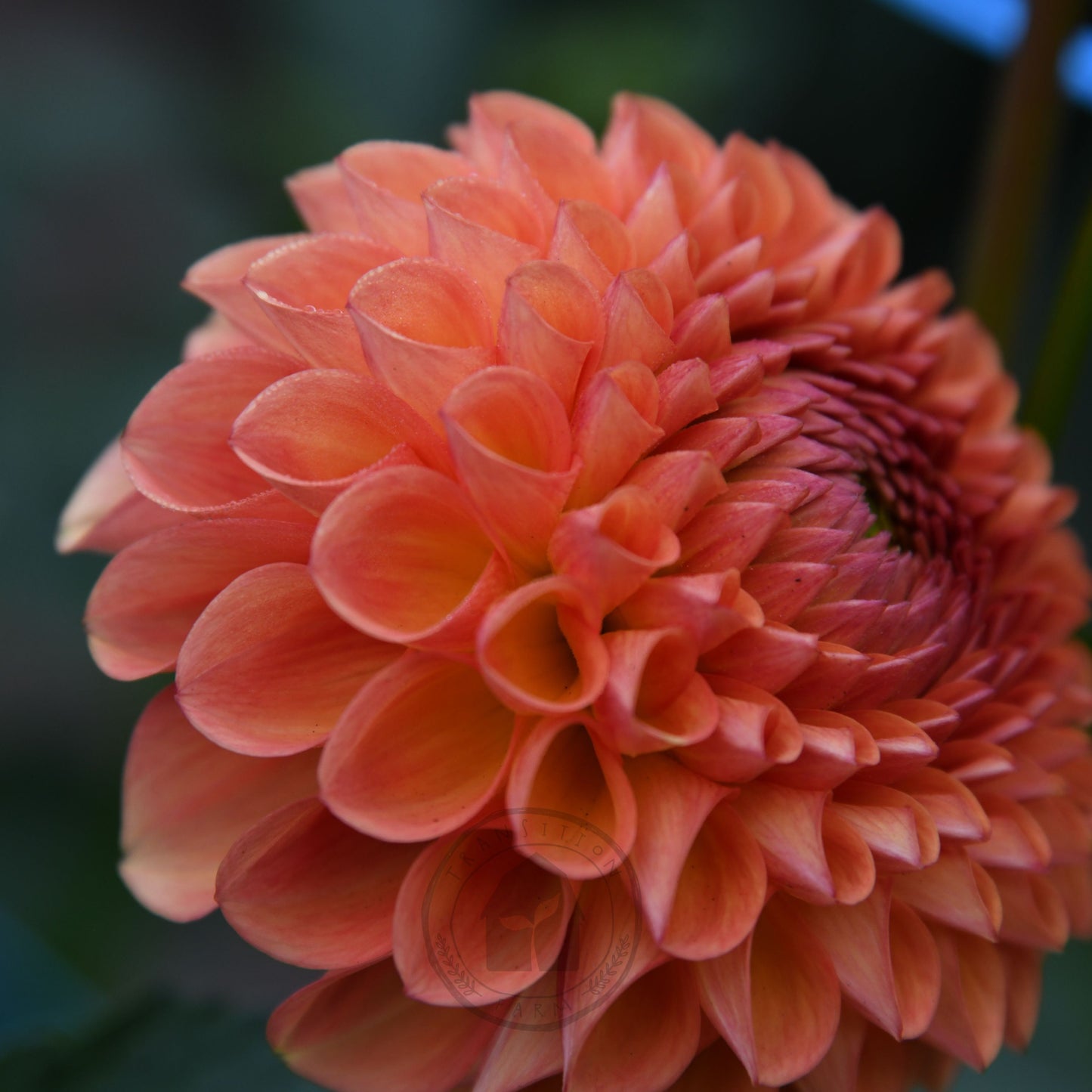 Dahlia 'Formby Crest'