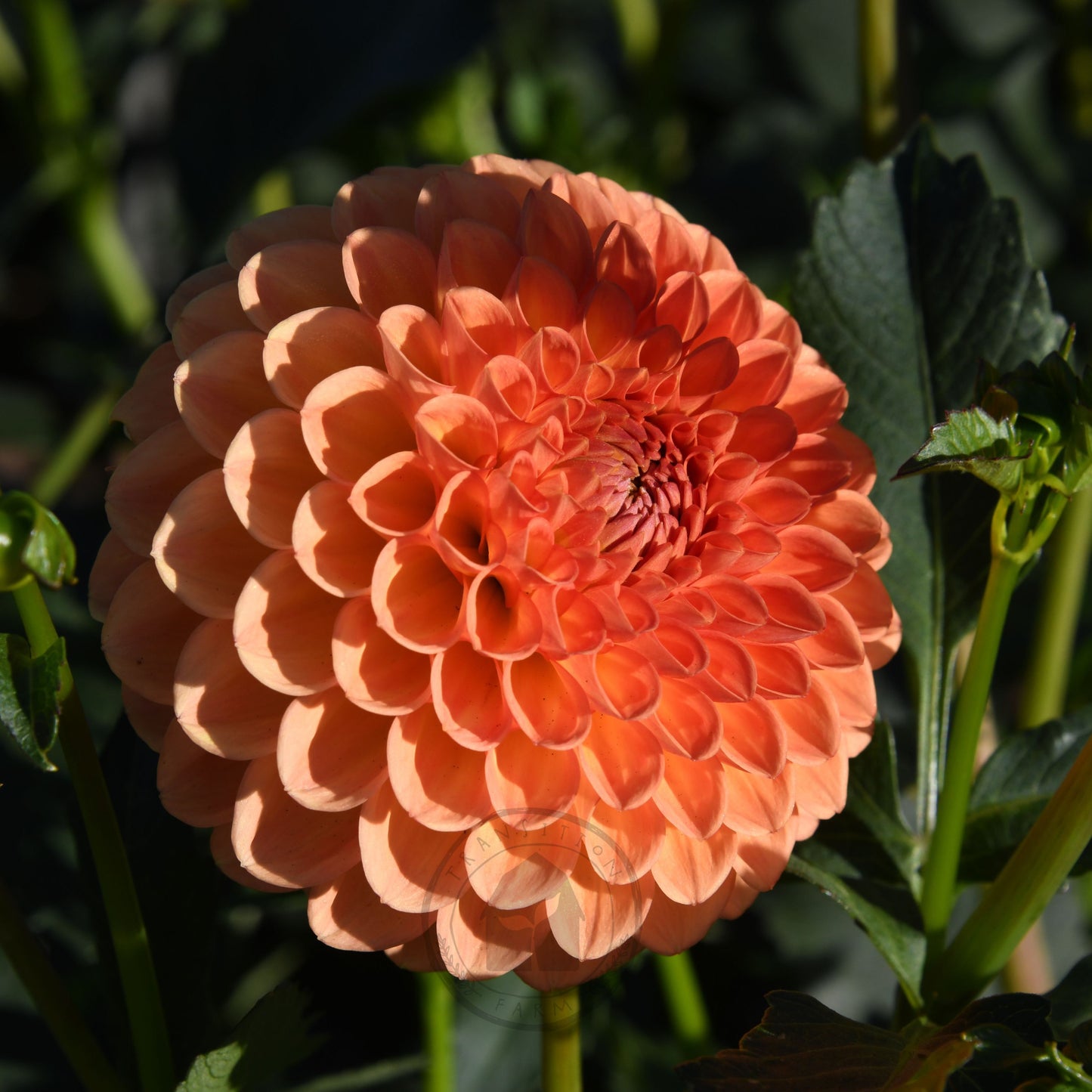 Dahlia 'Formby Crest'