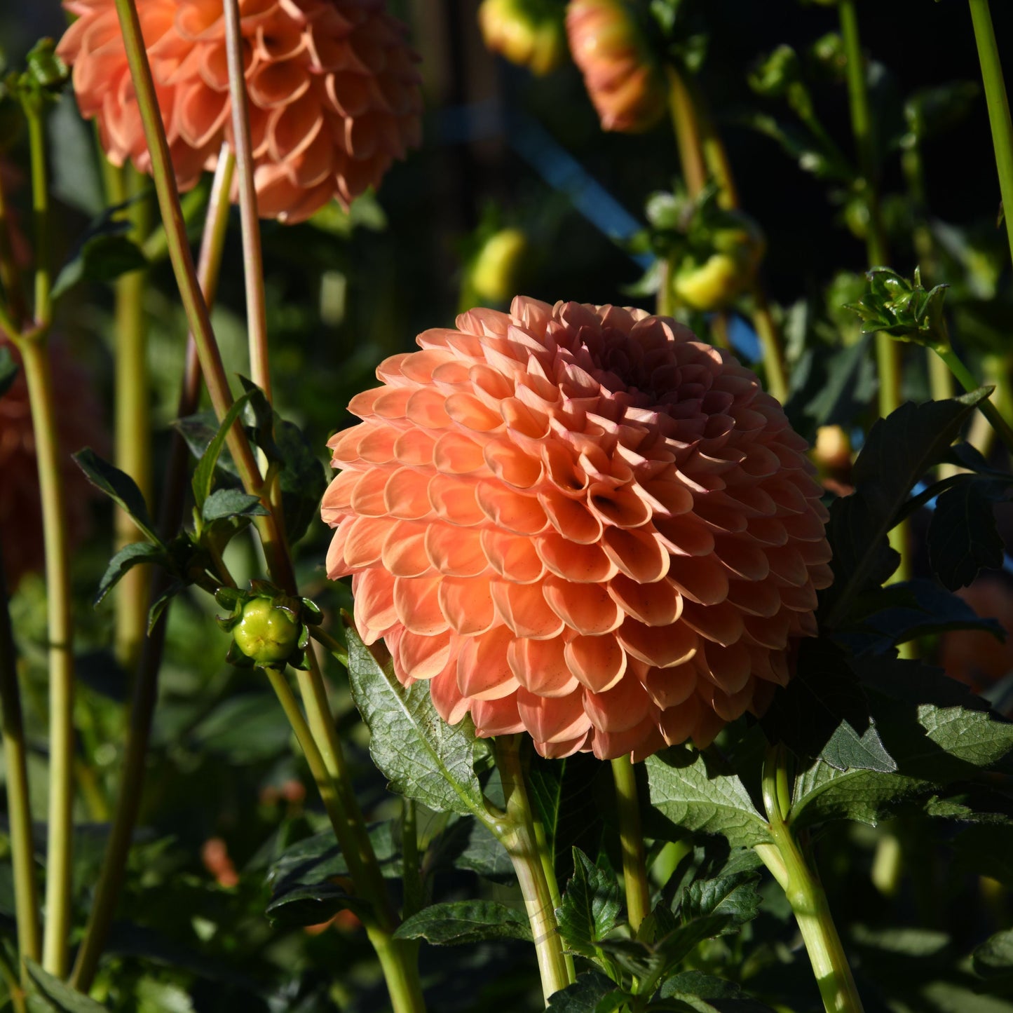 Dahlia 'Formby Crest'