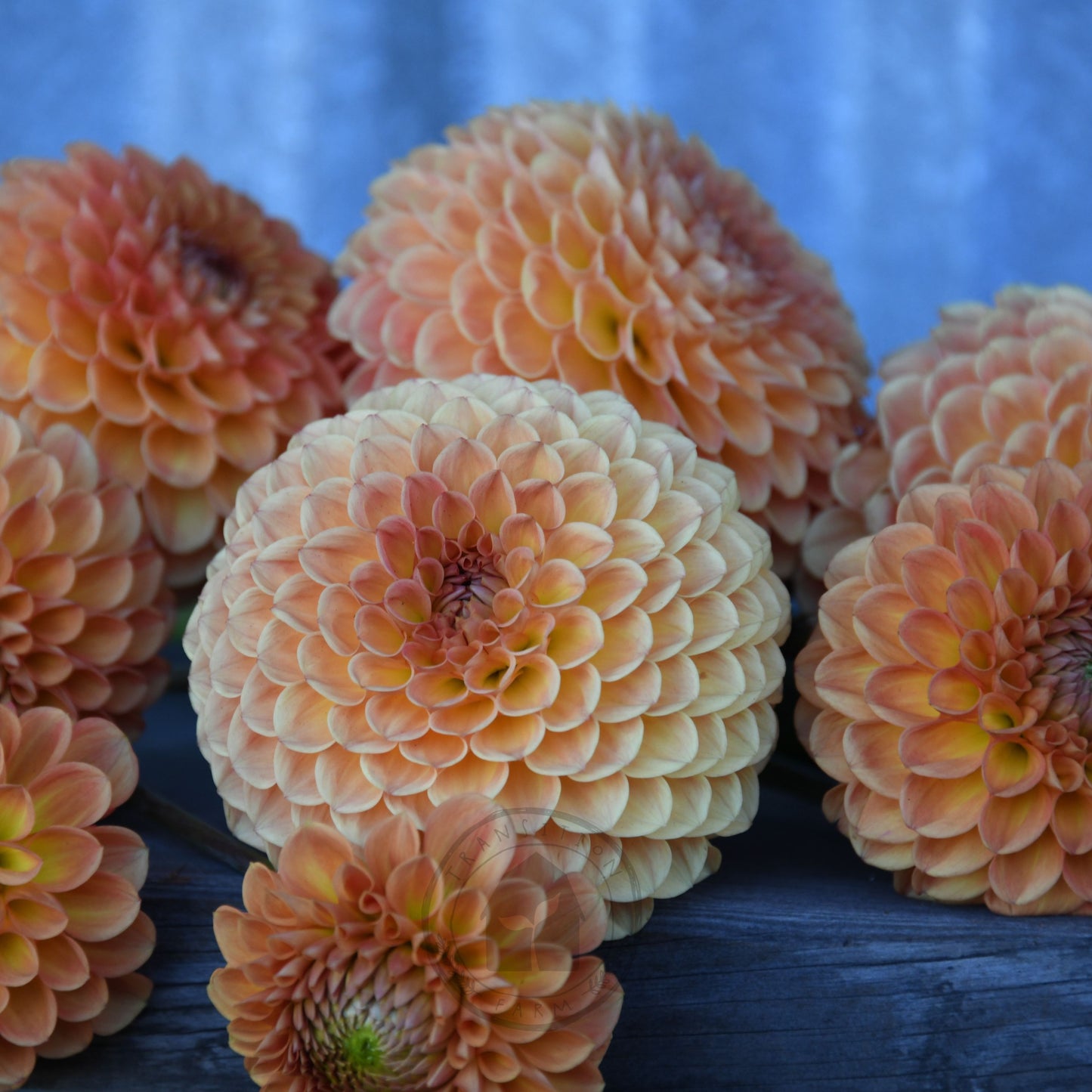 Dahlia 'Formby Crest'