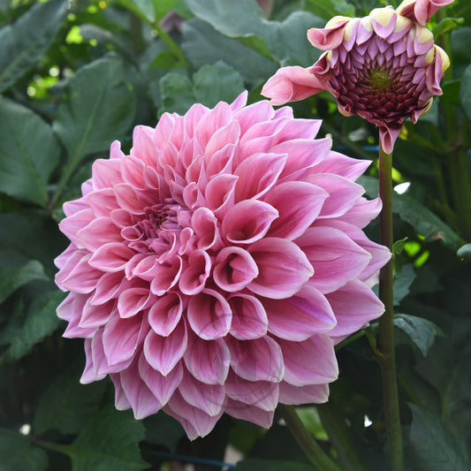 Dahlia 'Formby Duke'