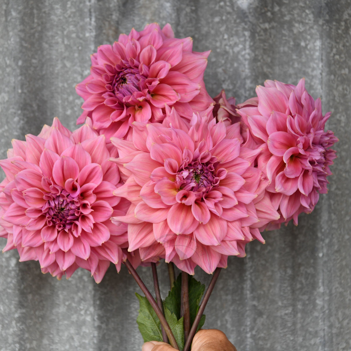 Dahlia 'Formby Monarch'