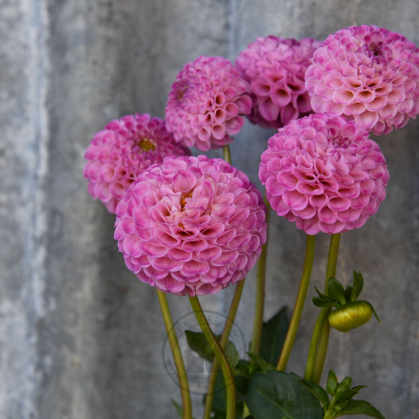 Dahlia 'Frank Holmes'