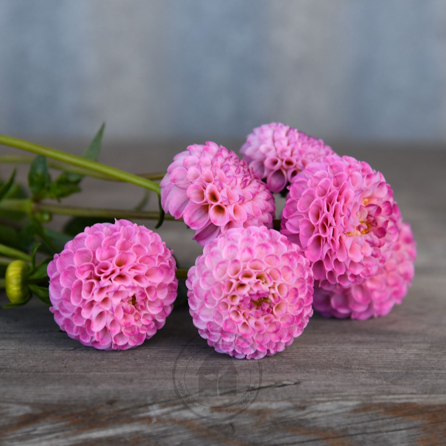 Dahlia 'Frank Holmes'