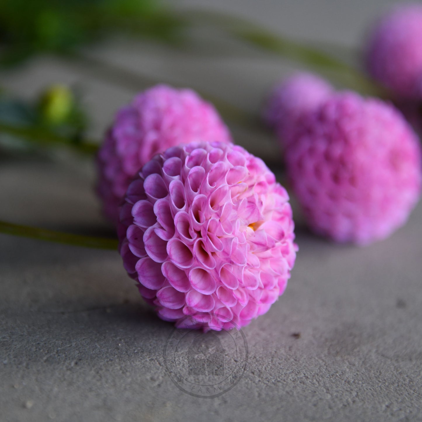 Dahlia 'Frank Holmes'