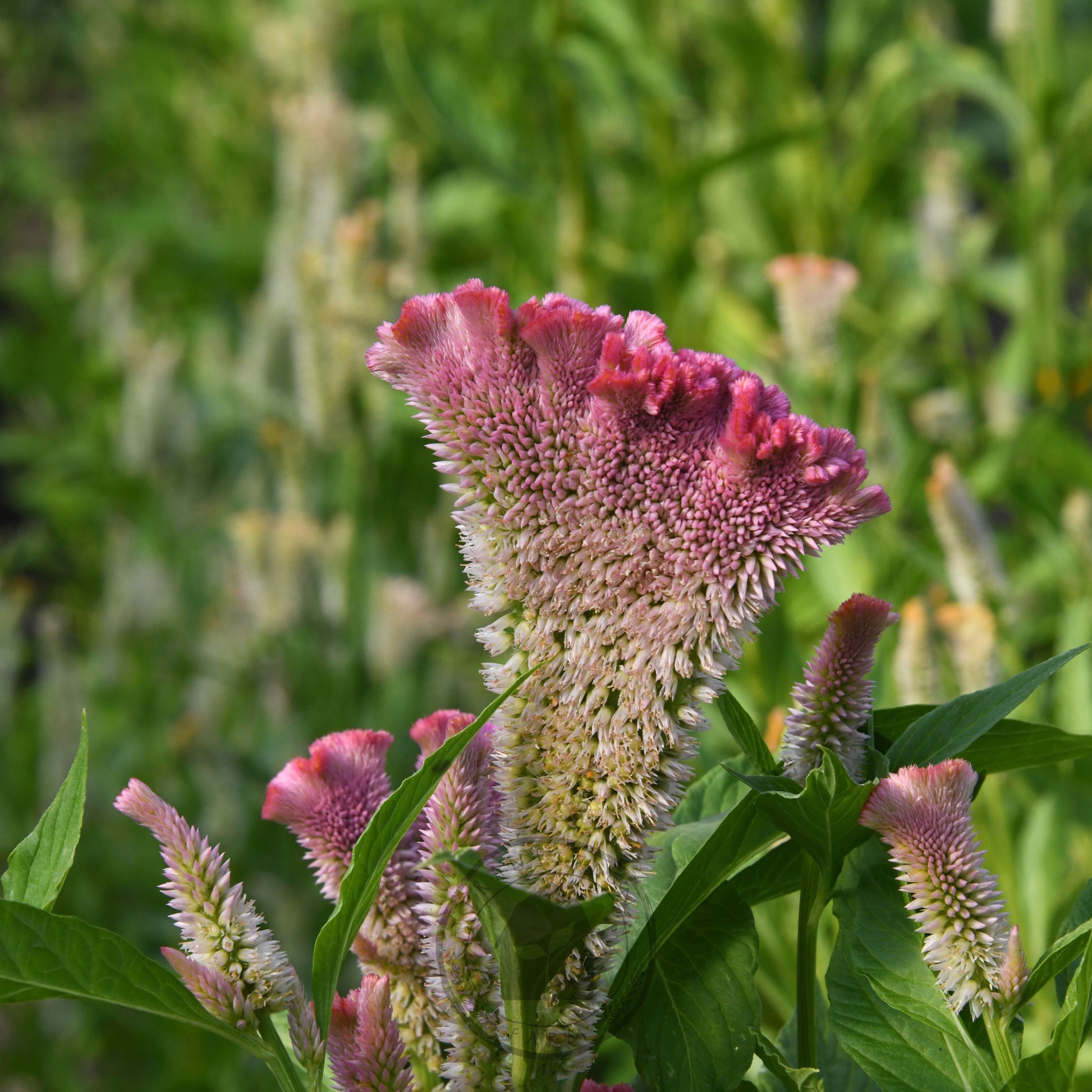 Pink and green flower with a blurred green background