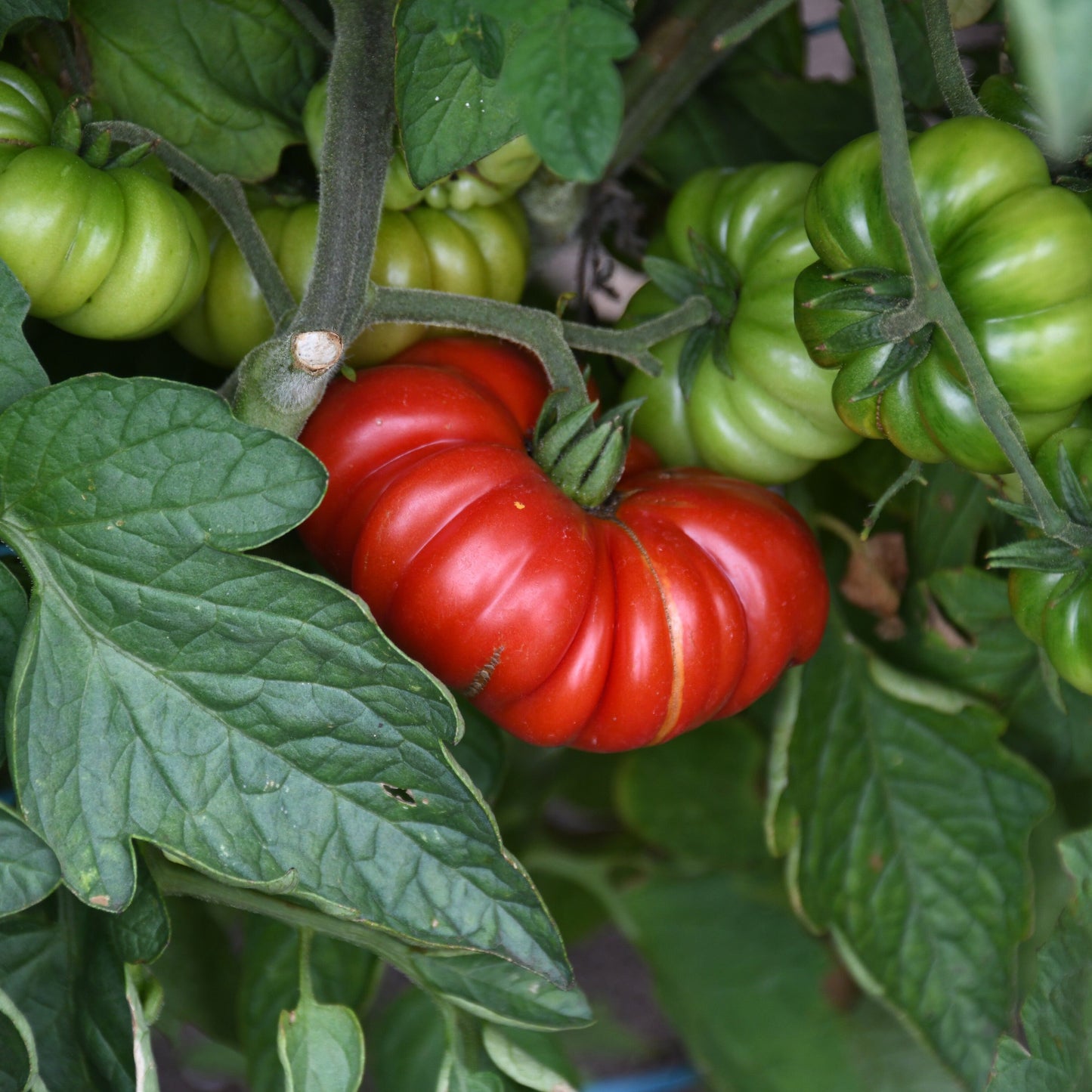 Red tomato among green ones on a plant