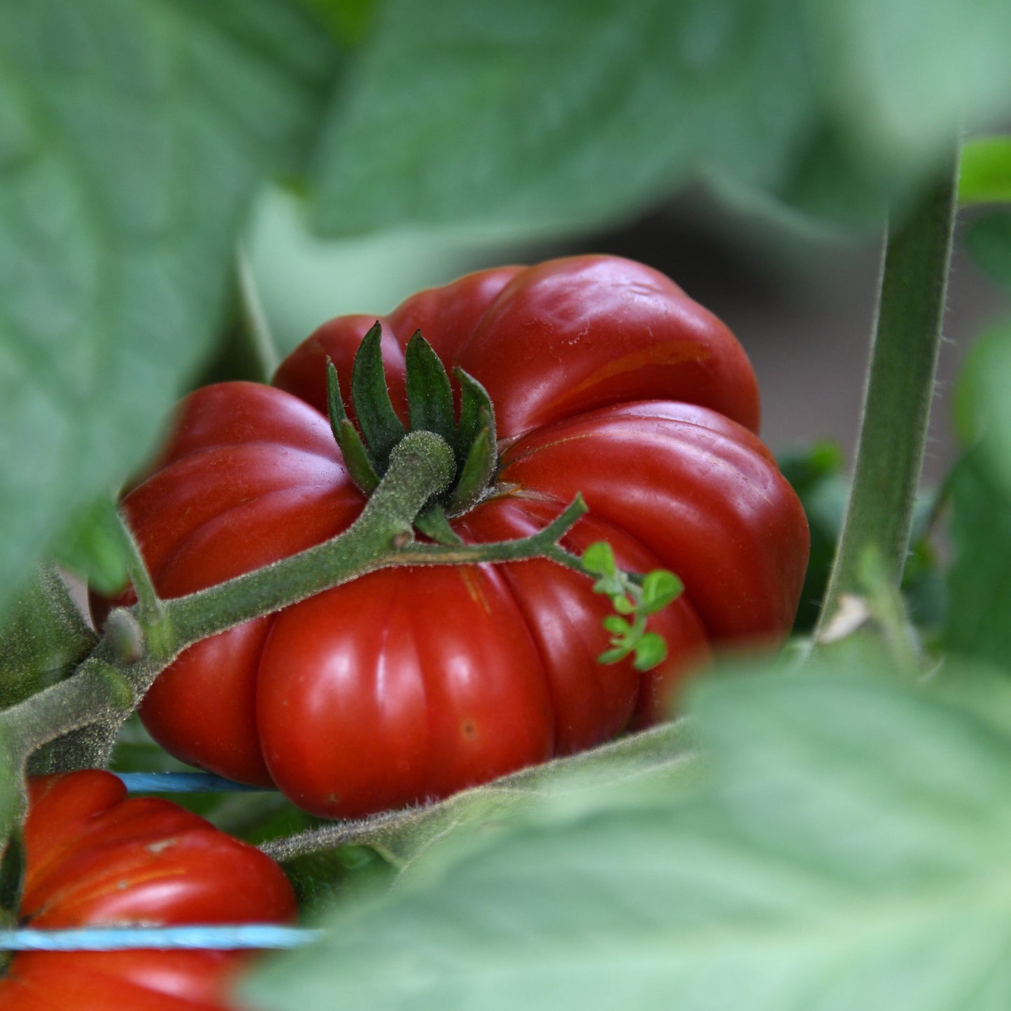 Red tomatoes on a vine with green leaves
