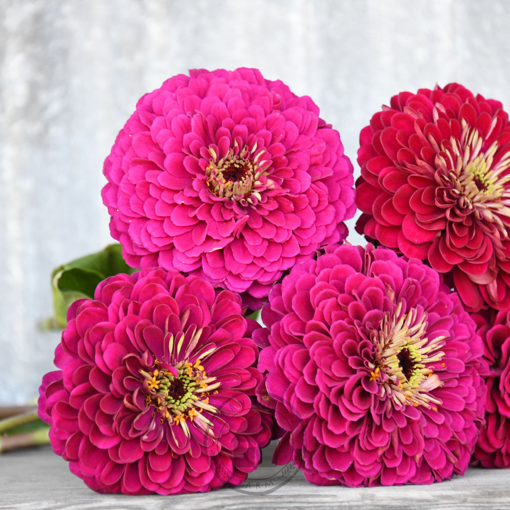 Four bright pink flowers with yellow centers on a wooden surface.