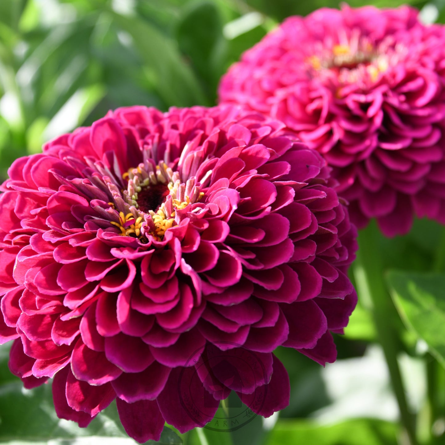 Two vibrant pink flowers with green leaves in the background