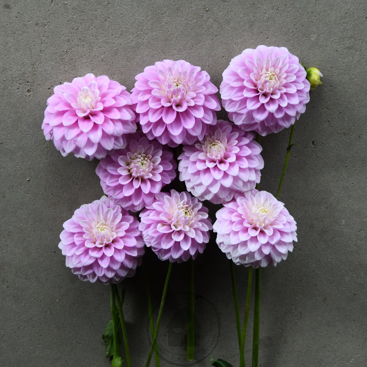 Dahlia 'Glenmarc Margaret'