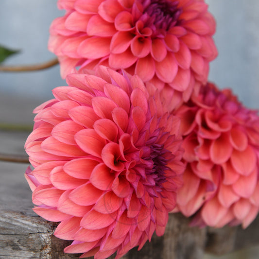 Dahlia 'Gosia Fruit Tango'