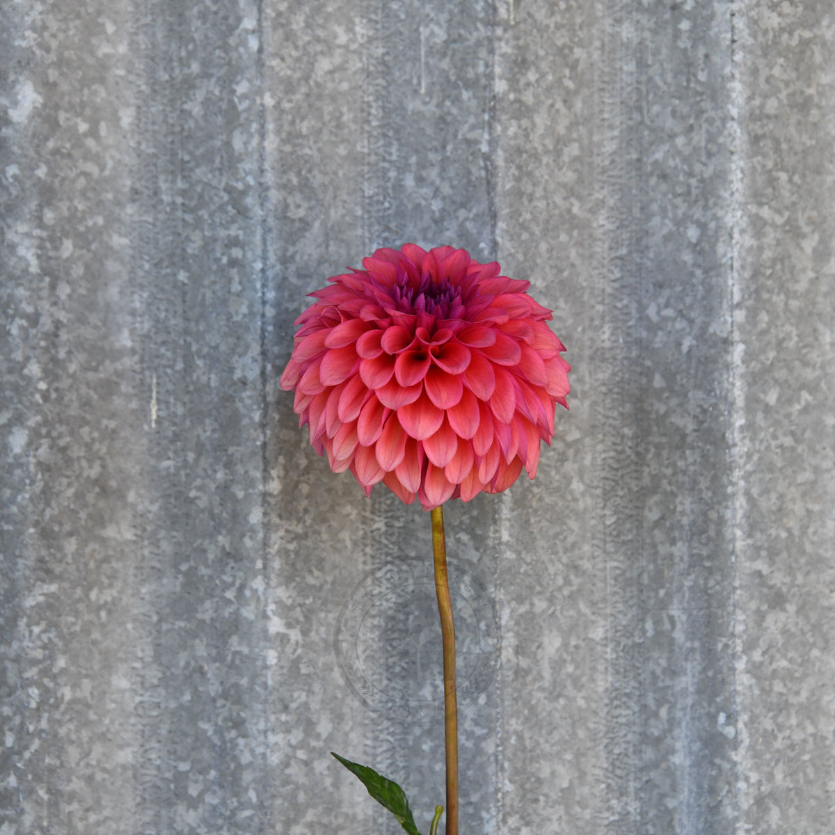 Dahlia 'Gosia Fruit Tingle'