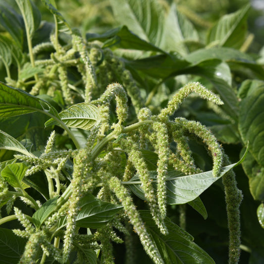 Amaranth 'Green Tails'