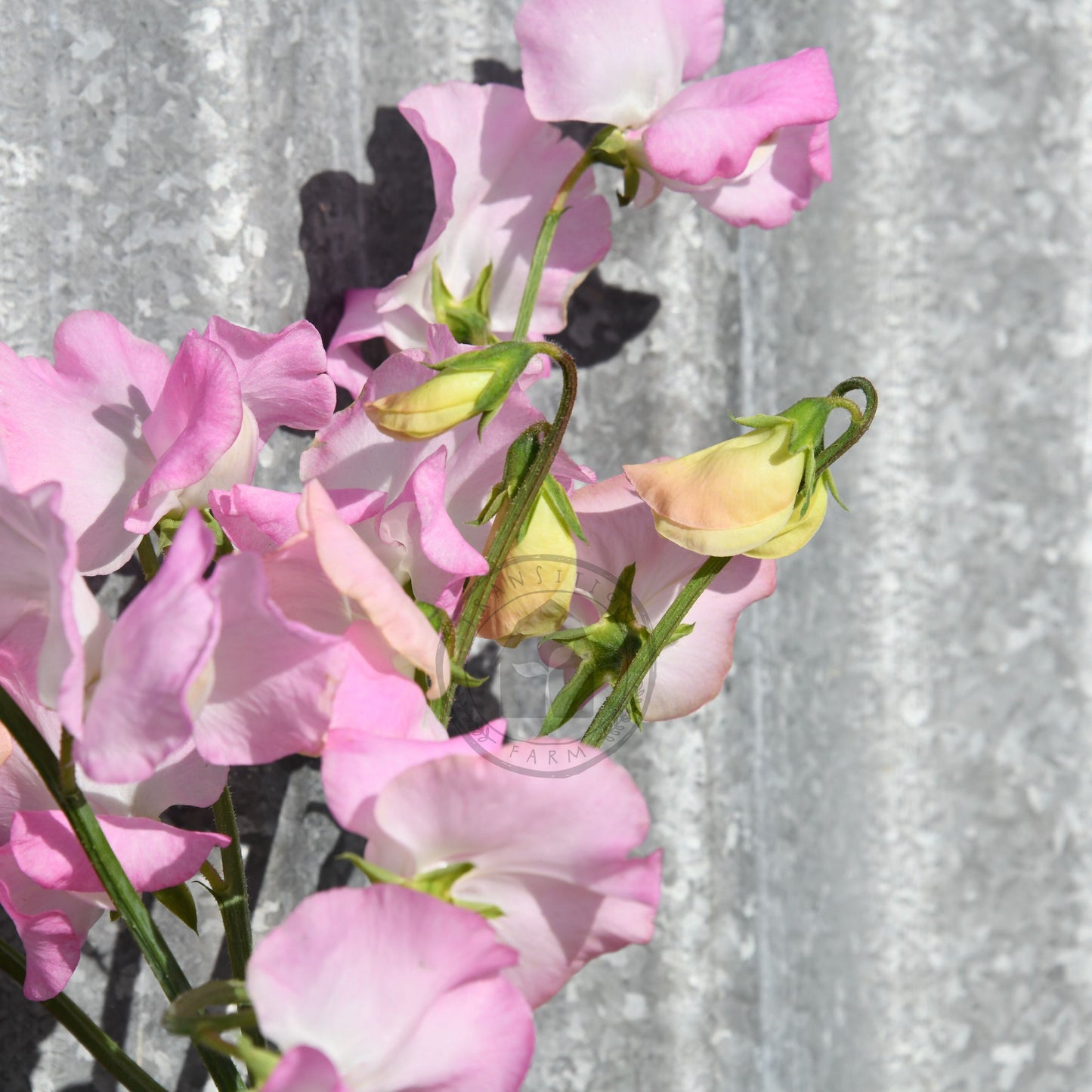 Pink flowers with a textured silver background