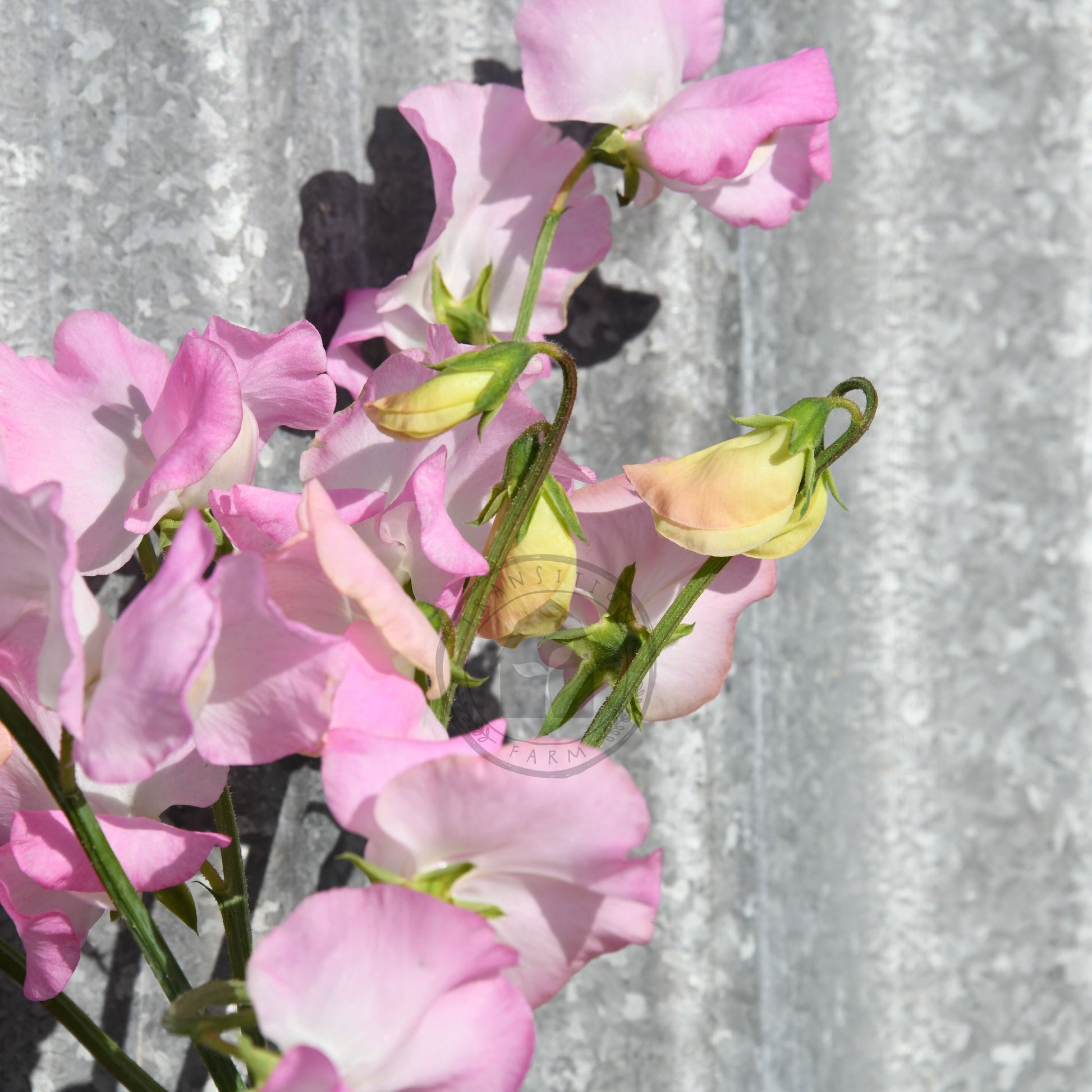Pink flowers with a textured silver background