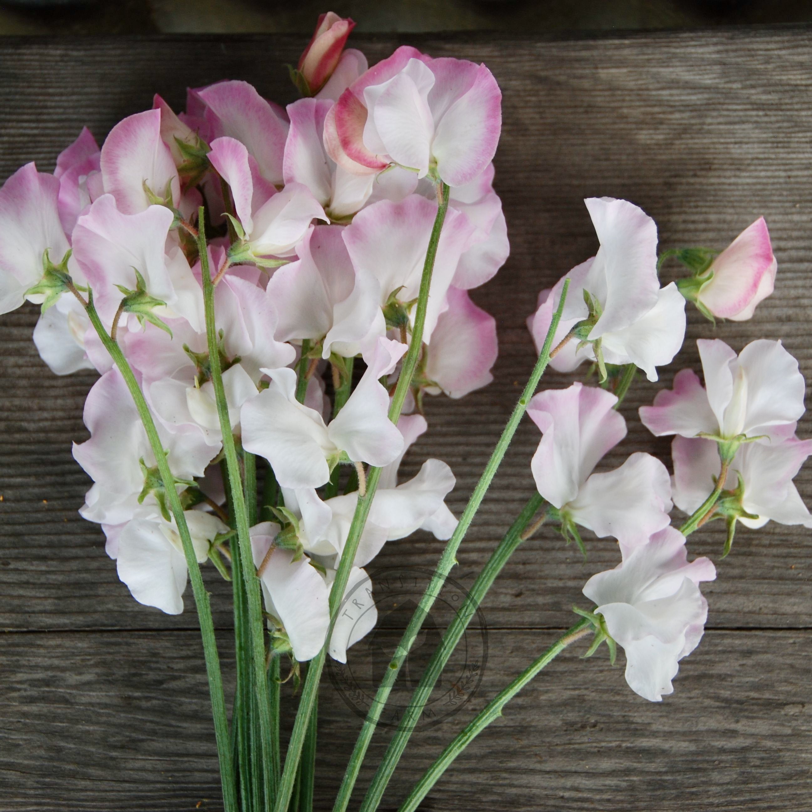 Sweet Pea 'High Society' – Transition Farm
