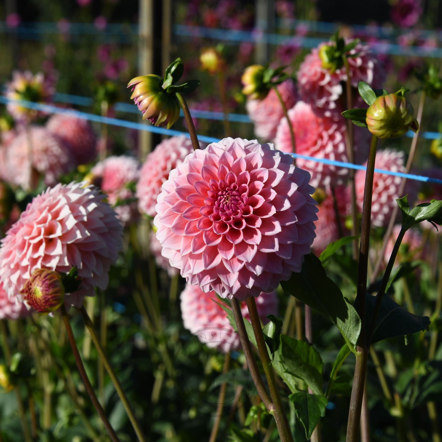 Dahlia 'Hillier Tanunda'