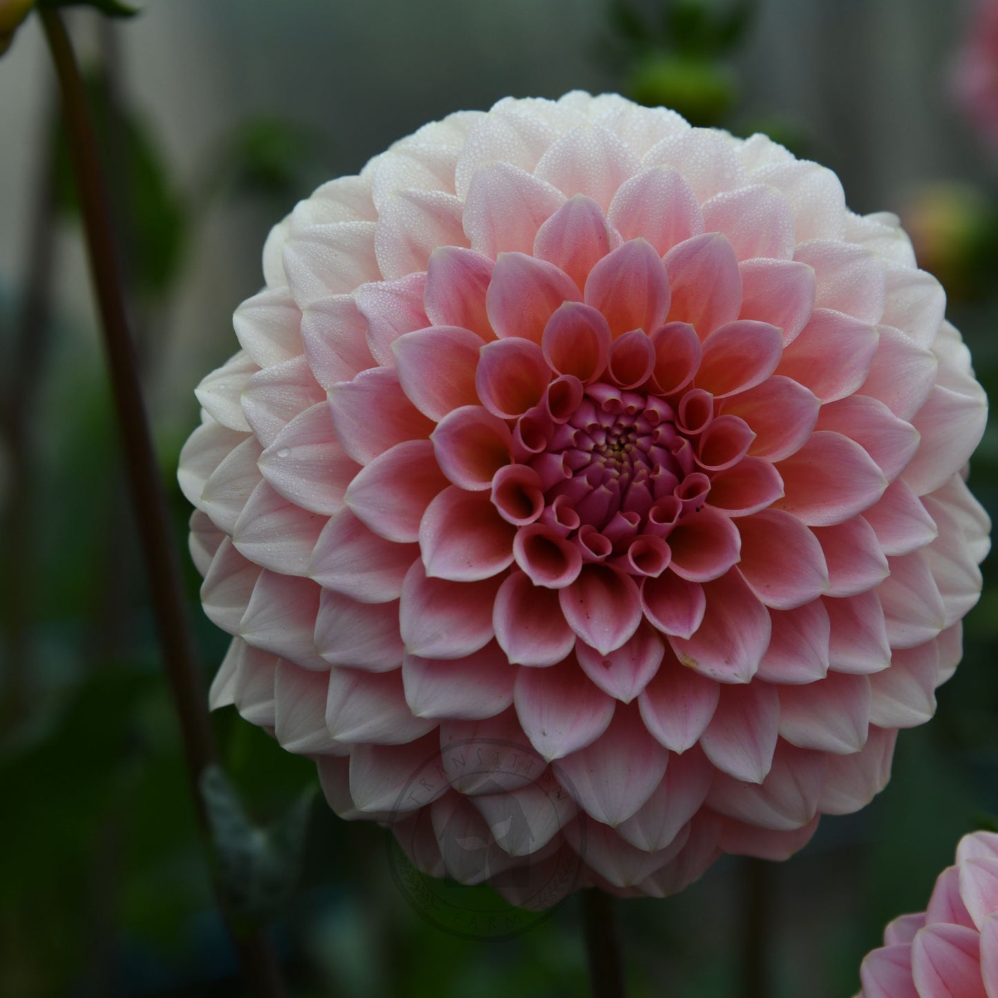 Dahlia 'Hillier Tanunda'