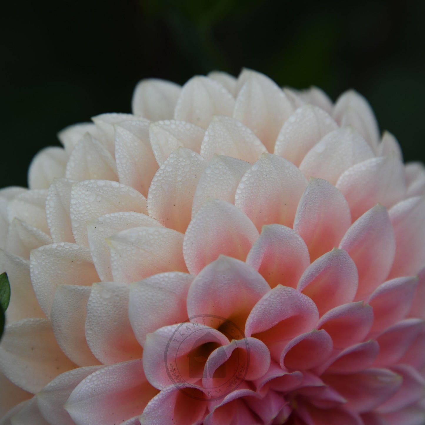 Dahlia 'Hillier Tanunda'