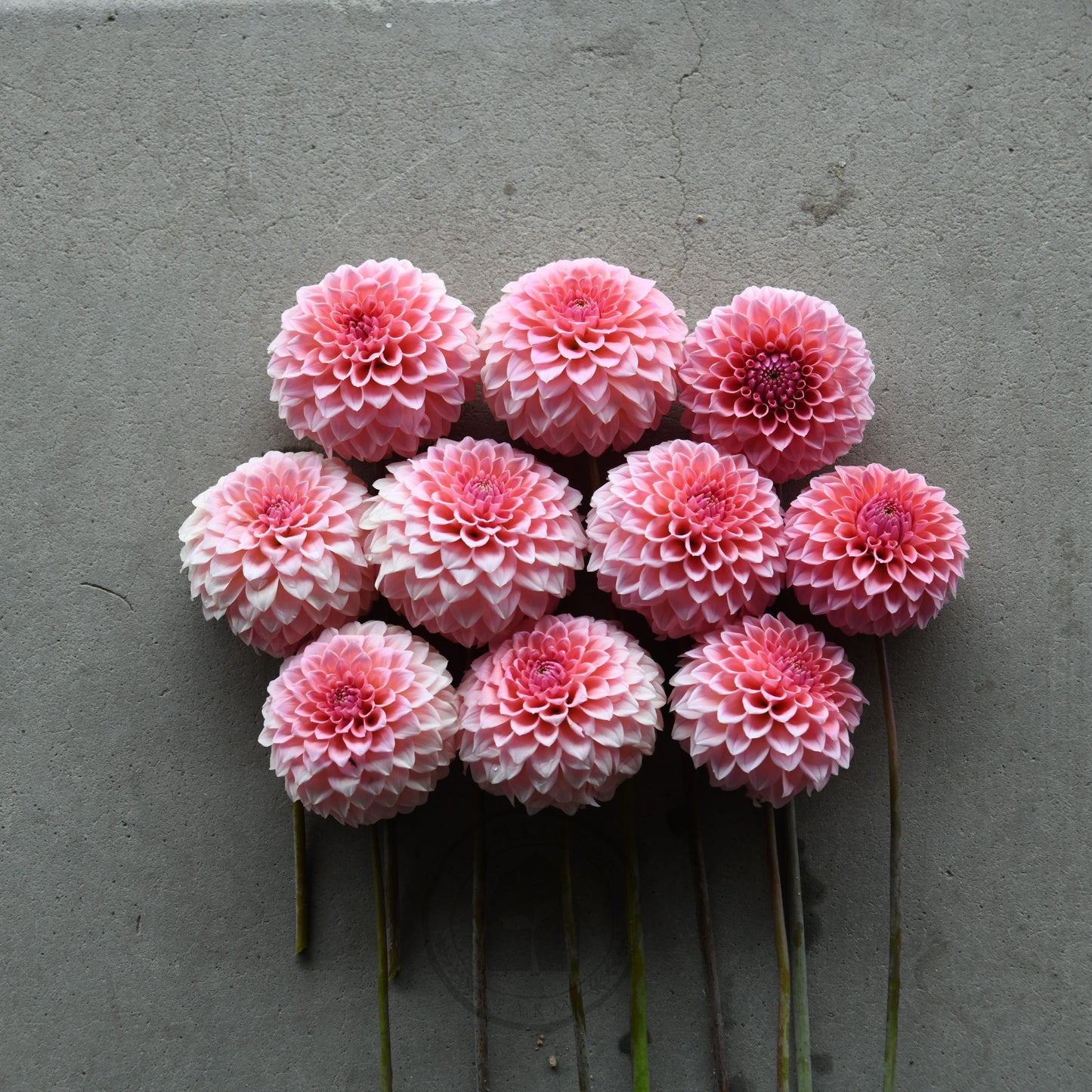 Dahlia 'Hillier Tanunda'