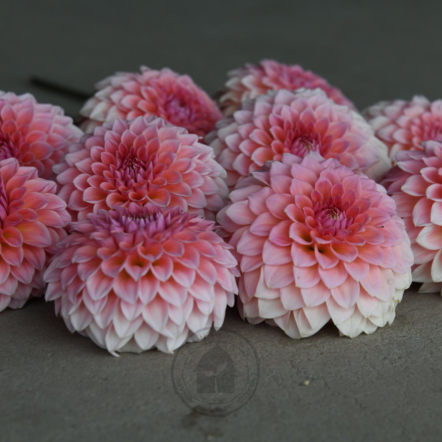 Dahlia 'Hillier Tanunda'