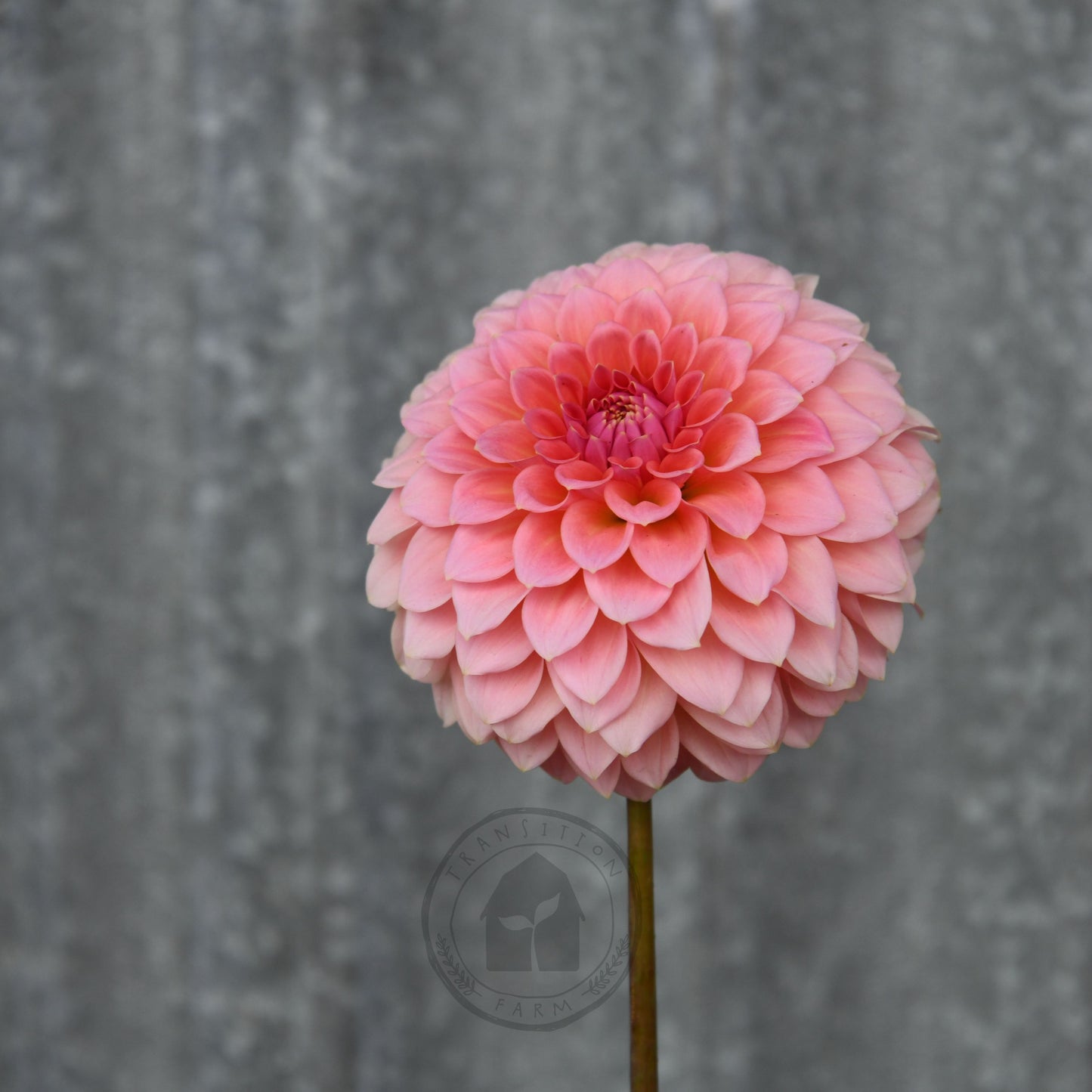 Dahlia 'Hillier Tanunda'