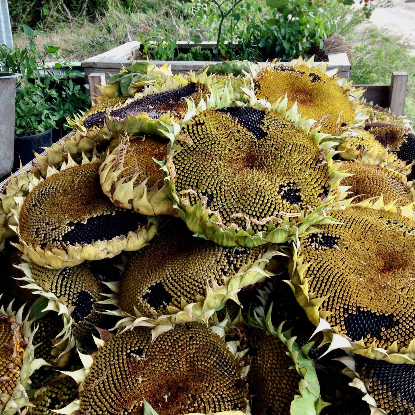 Sunflower 'Hopi Black'