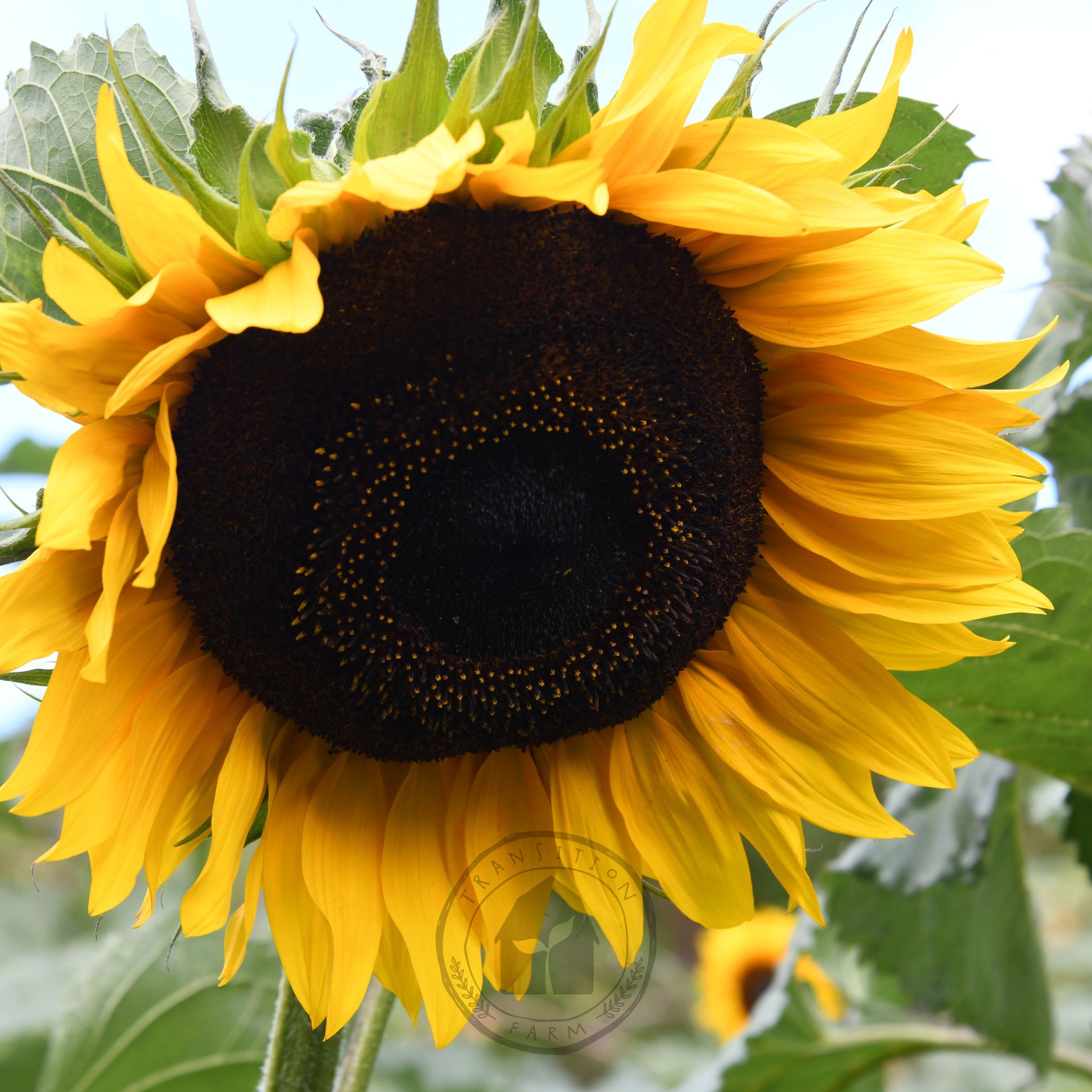 Close-up of a sunflower with green leaves in the background