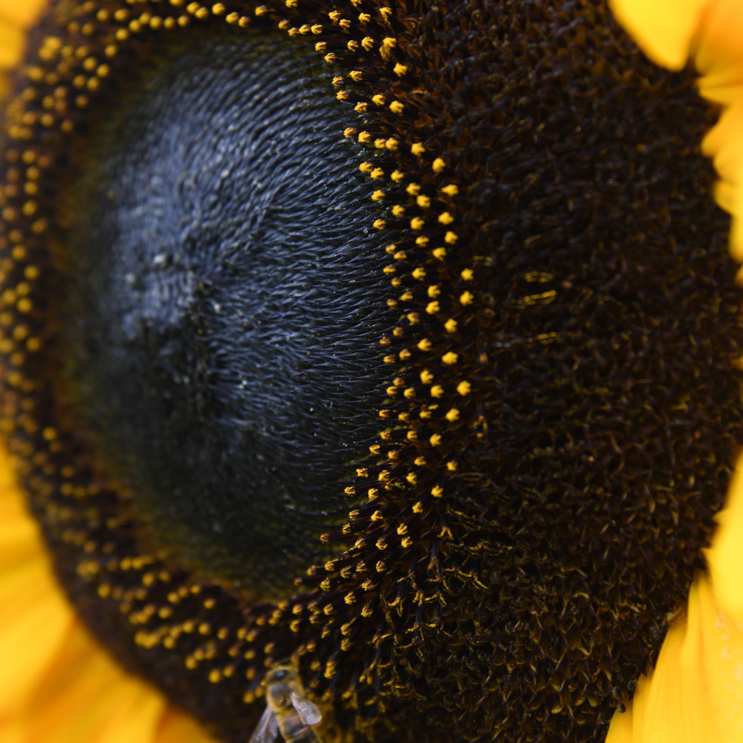 Close-up of a sunflower's center with bright yellow petals and dark brown center.