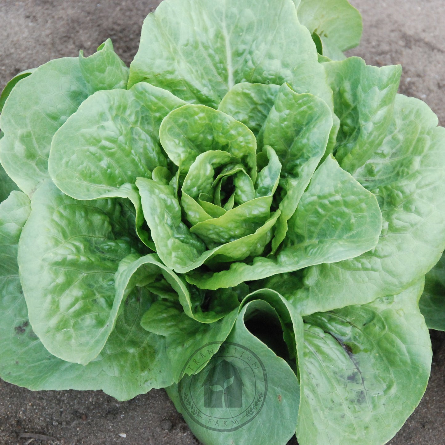 Close-up of a green leafy vegetable on a sandy surface