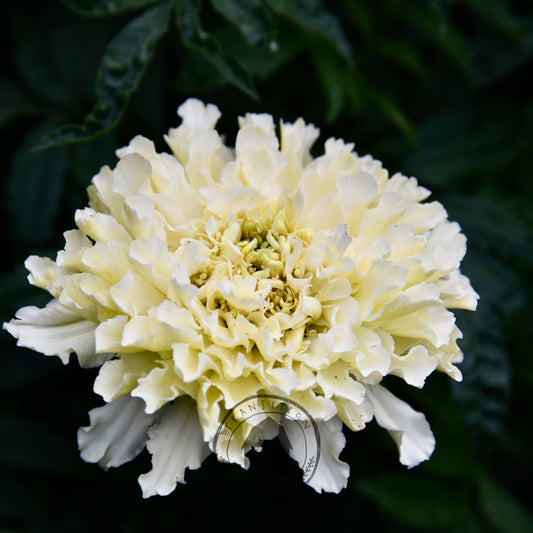 Marigold 'Kilimanjaro White'