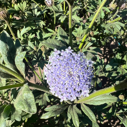 Didiscus 'Lacy Lavender Blue'