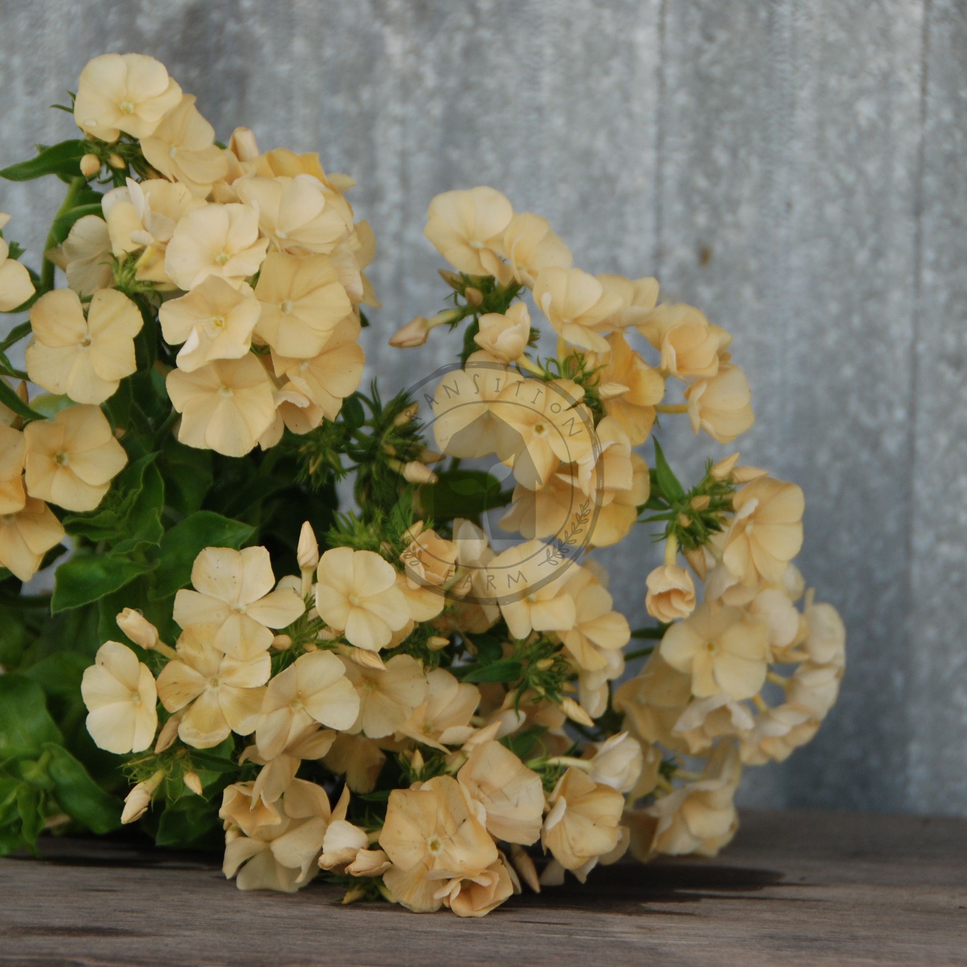 Bouquet of yellow flowers on a wooden surface with a rustic metal background