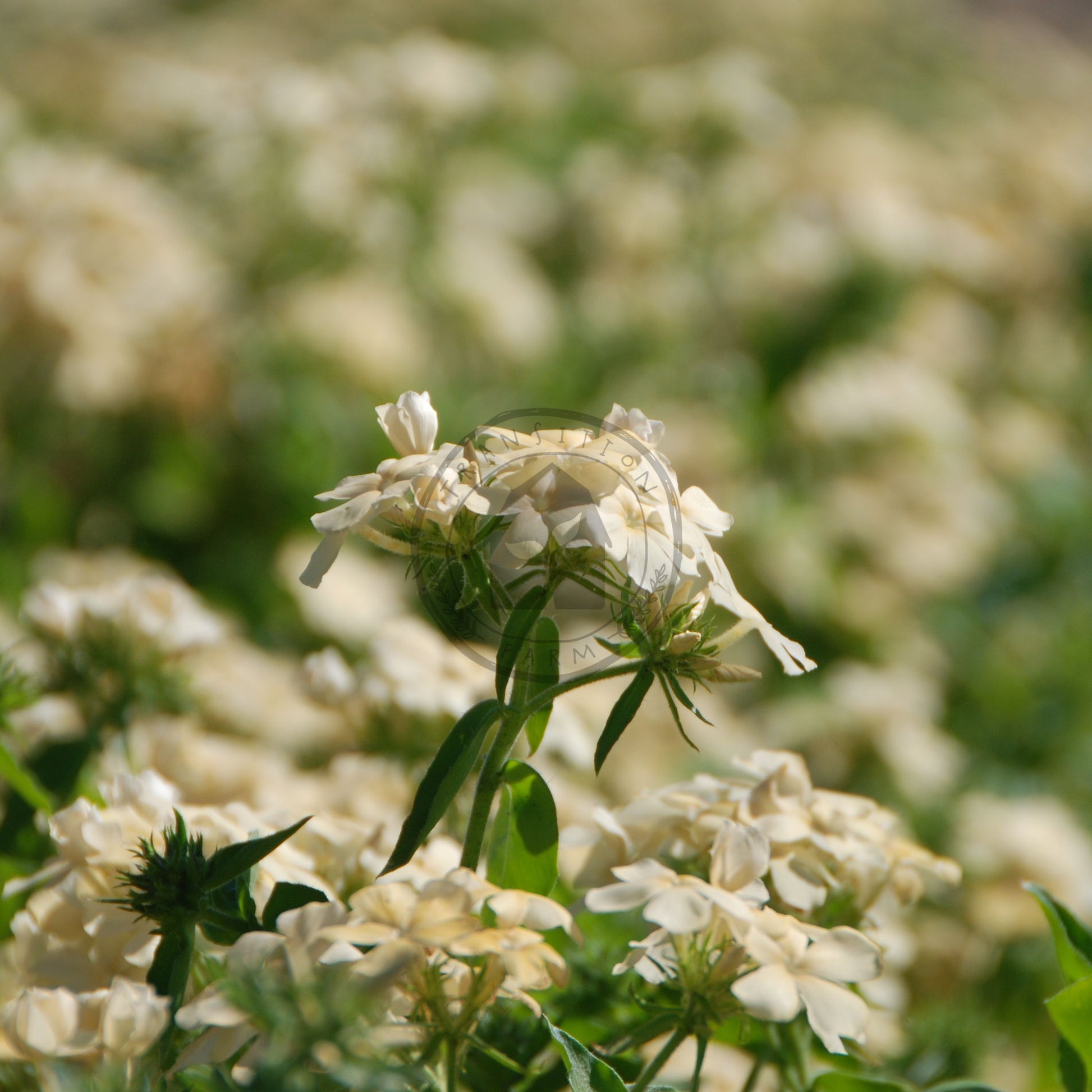 White flowers with green leaves in a field