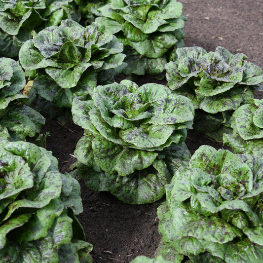Close-up of green leafy vegetables on a dark surface