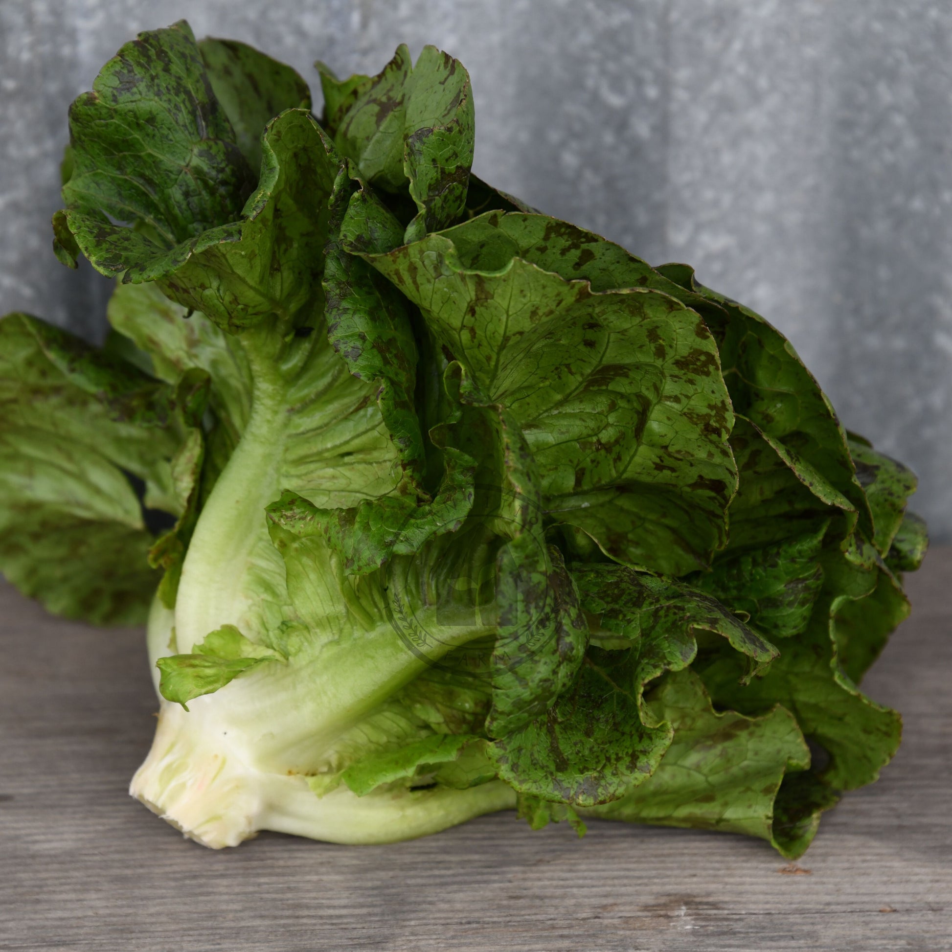 Head of lettuce on a wooden surface with a gray background