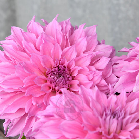 Dahlia 'Lileah Mailman'