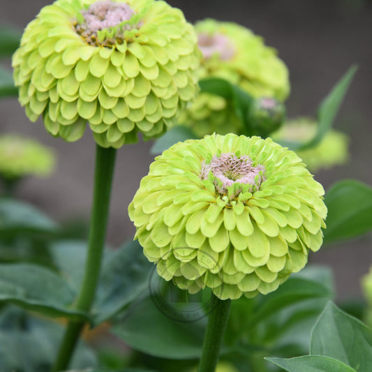 Zinnia 'Queeny Lime with Blush'