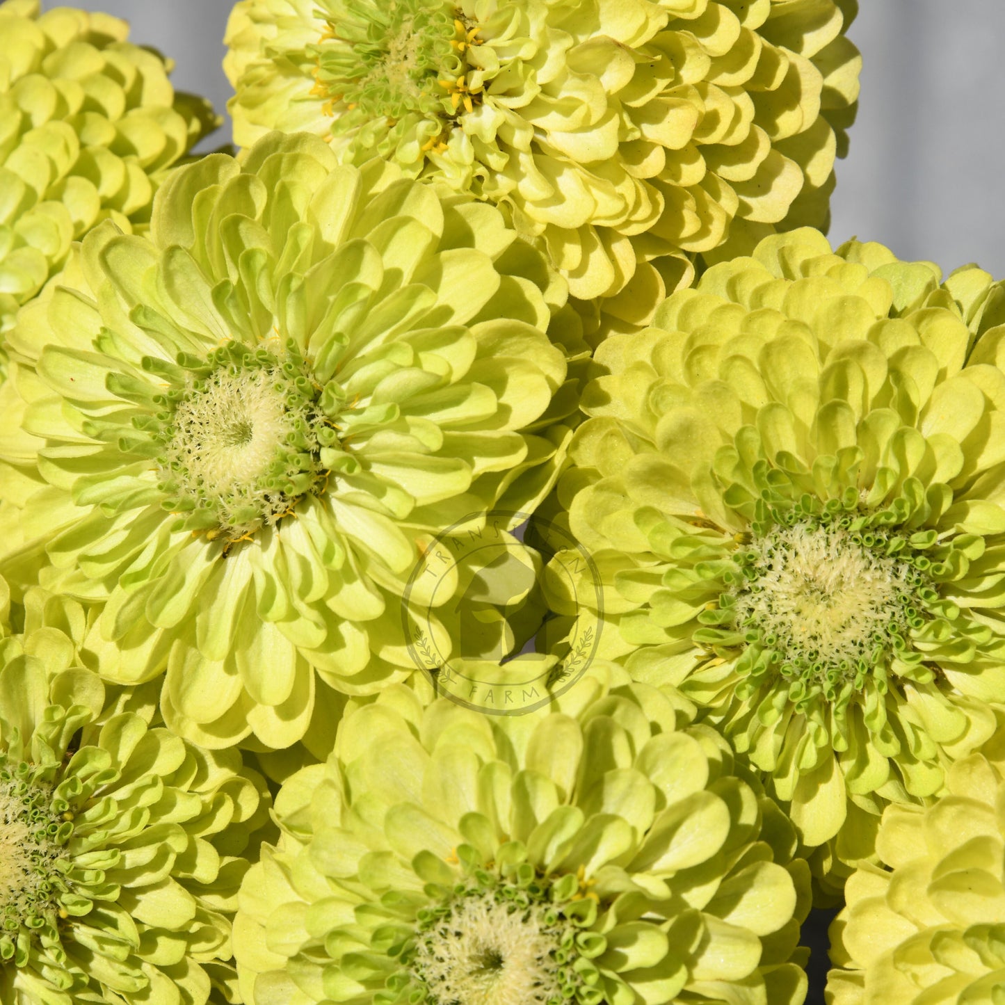 Close-up of bright yellow flowers with a blurred background