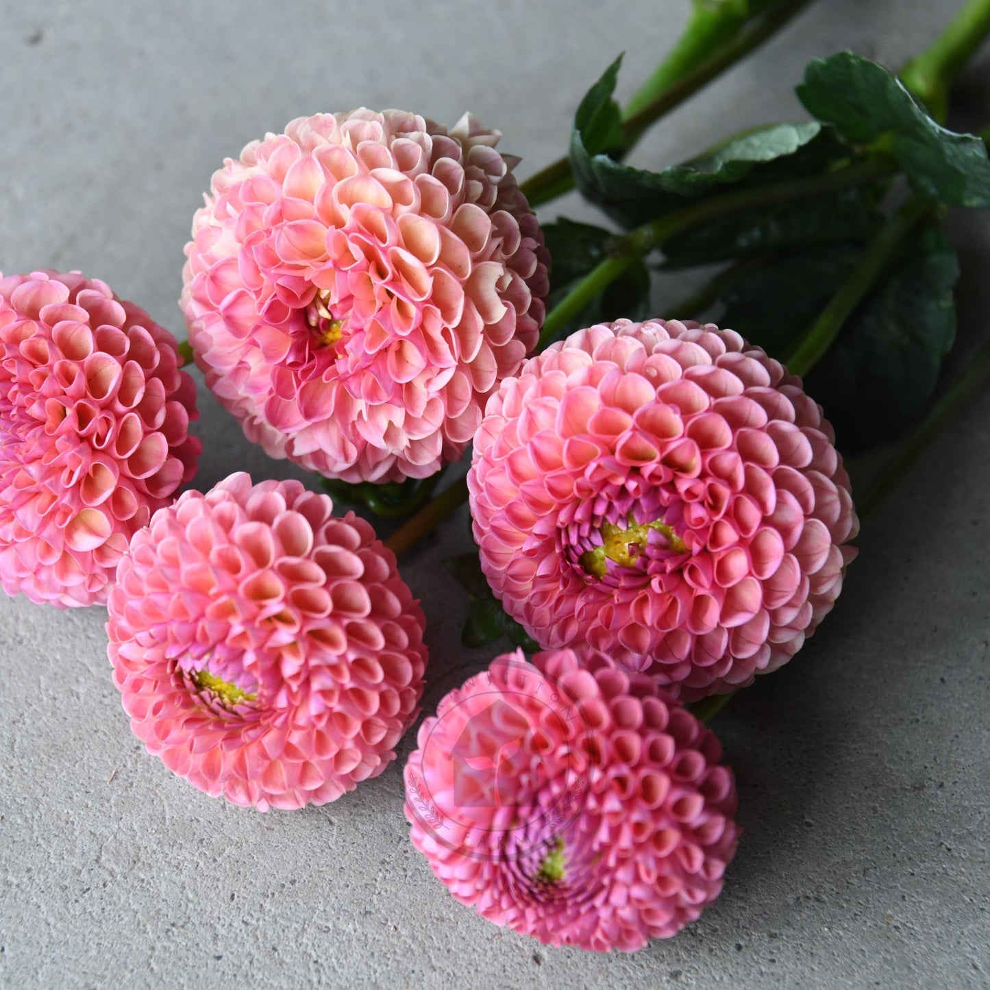 Dahlia 'Little Peaches'